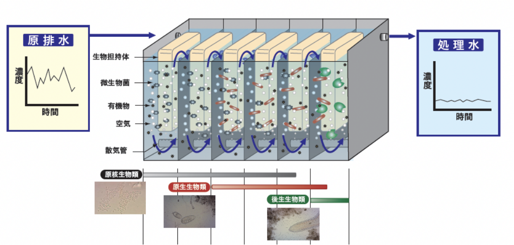 Biochemical Technology of High Salinity Wastewater